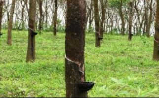 Wandoor-Rubber-Plantation